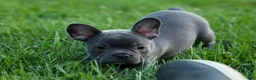 Frenchton dogs for sale: MILO - Ad 6