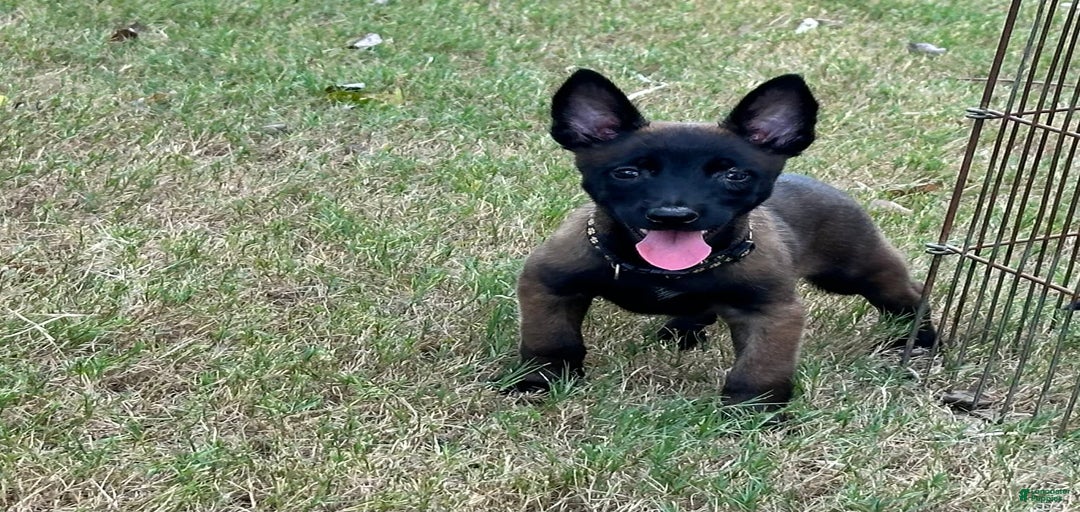 Gallery Image {{count}}