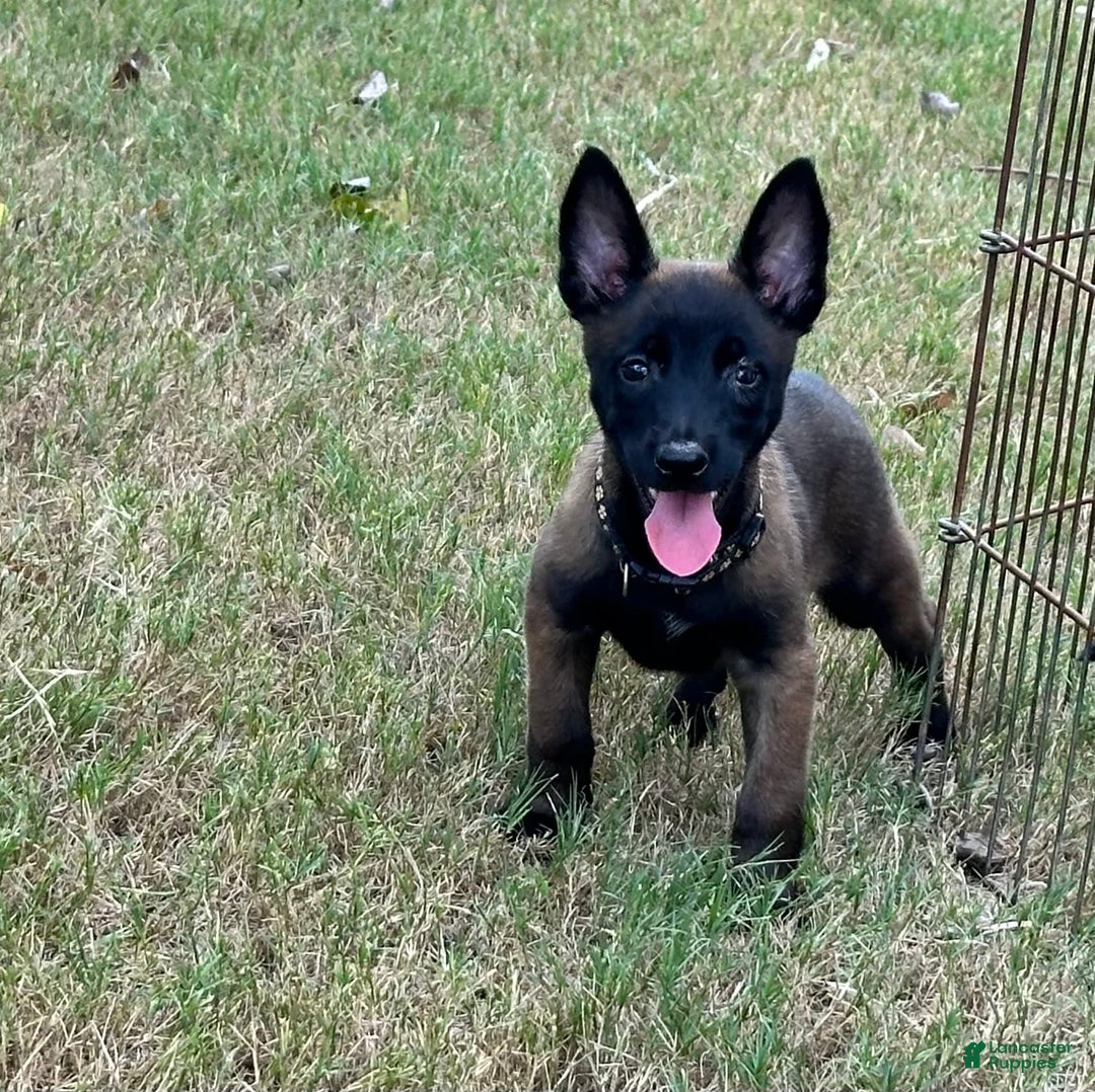 Gallery Image {{count}}