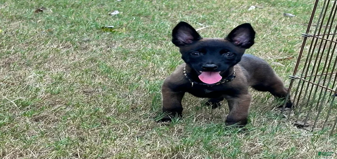 Gallery Image {{count}}