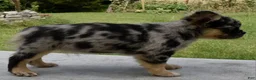 Mixed Breed dogs for sale: Ruby blue eyes merle - Ad 11