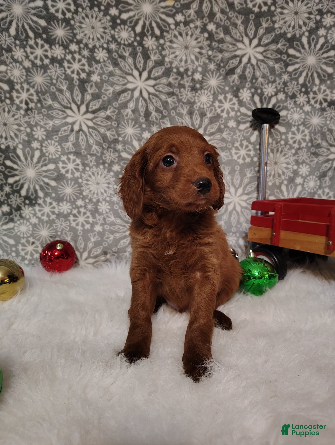 Irish Doodle dogs for sale: Cooper - Ad 4