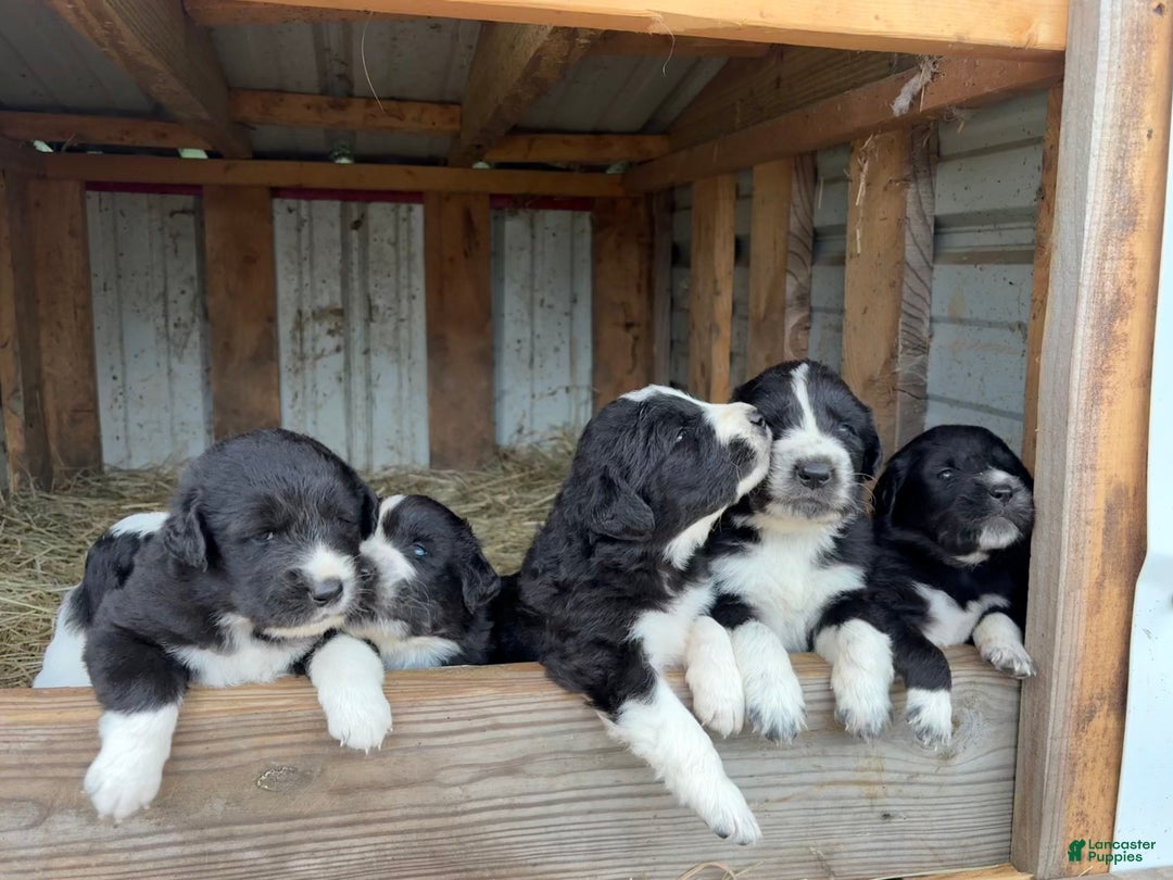 Mixed Breed dogs for sale: Thing - Ad 9