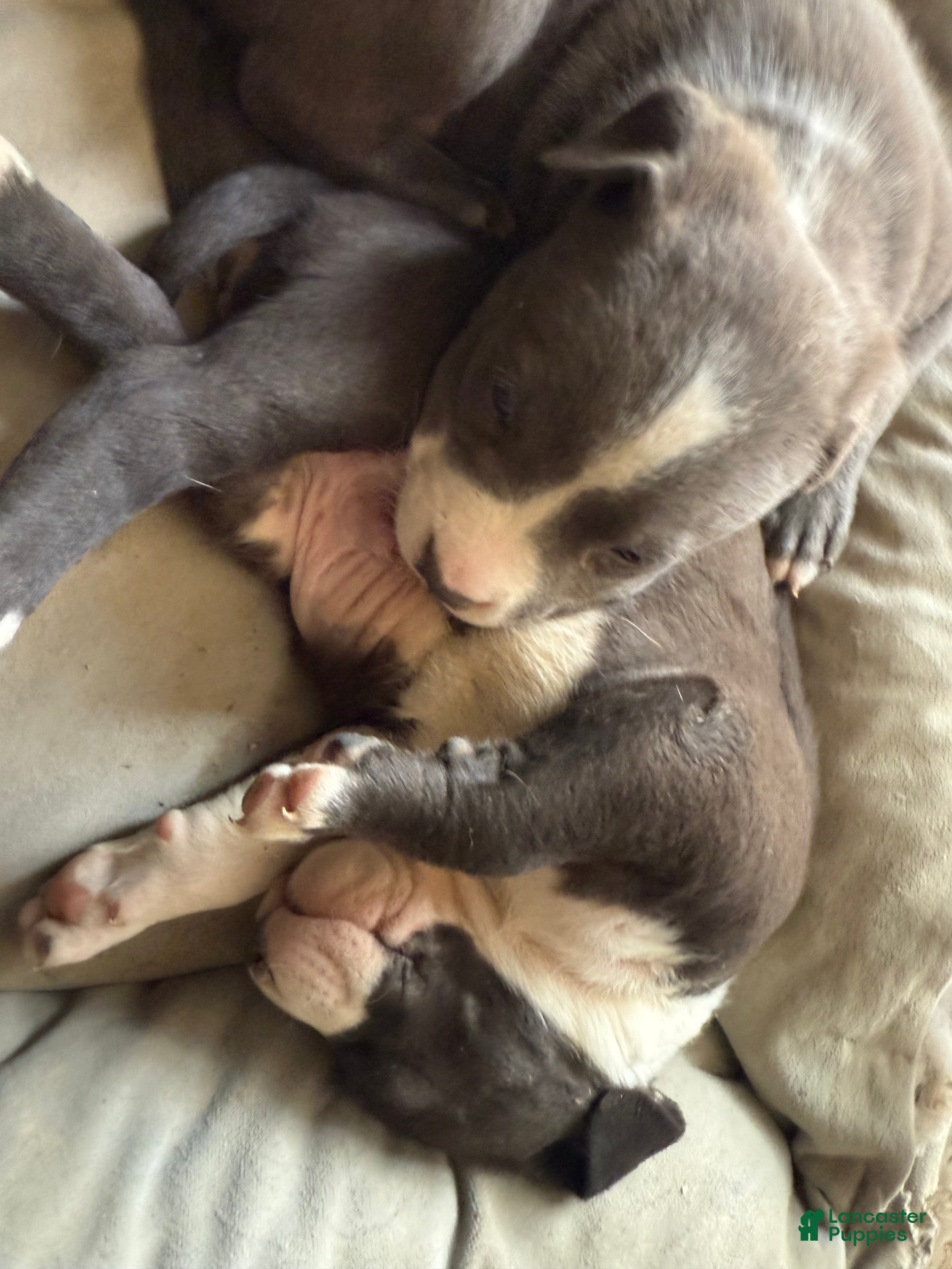 American Pit Bull Terrier dogs for sale: American Pit Bull Terrier Puppy 3 - Ad 2