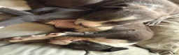 American Pit Bull Terrier dogs for sale: American Pit Bull Terrier Puppy 3 - Ad 1