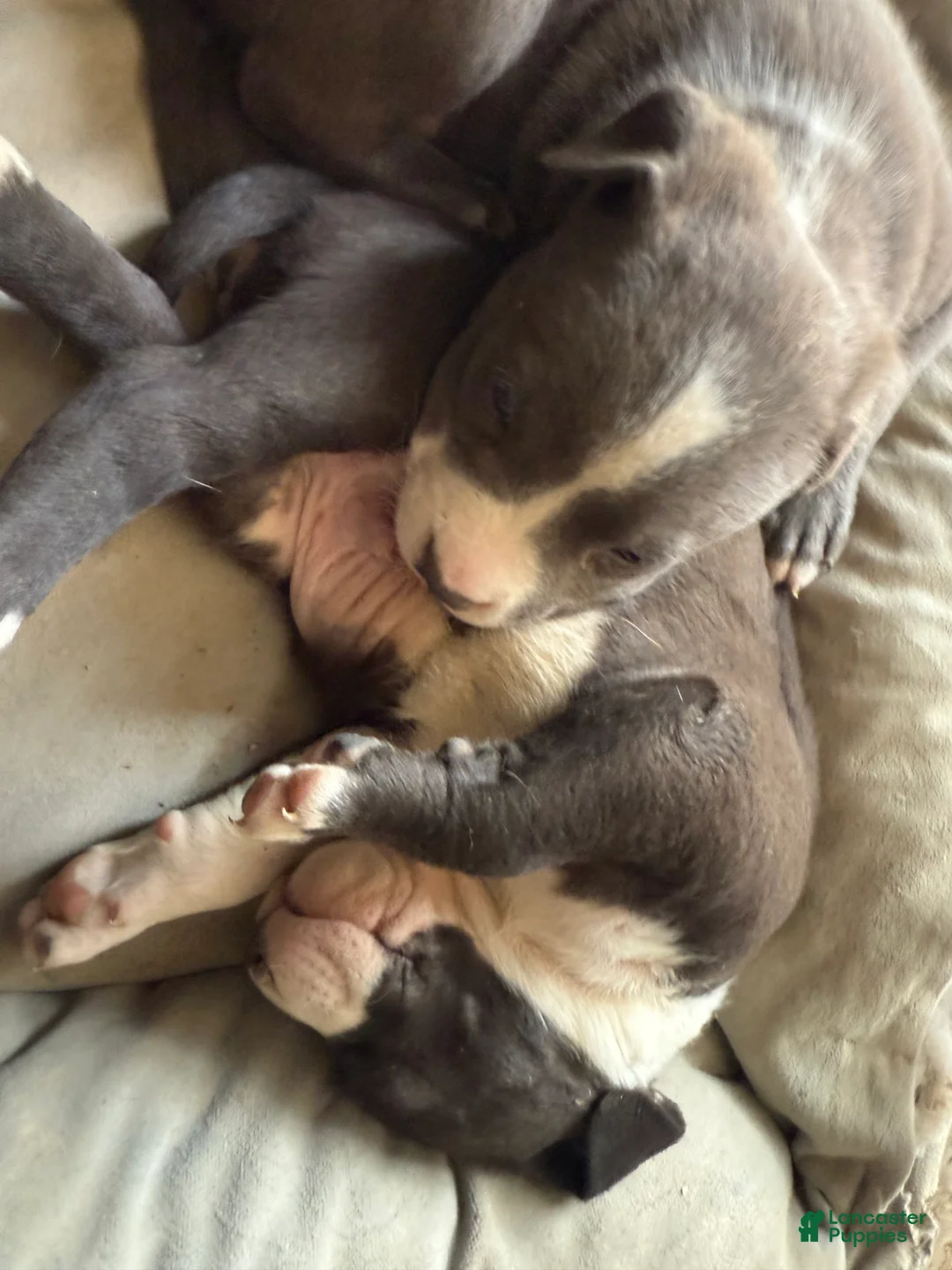 American Pit Bull Terrier dogs for sale: American Pit Bull Terrier Puppy 3 - Ad 1