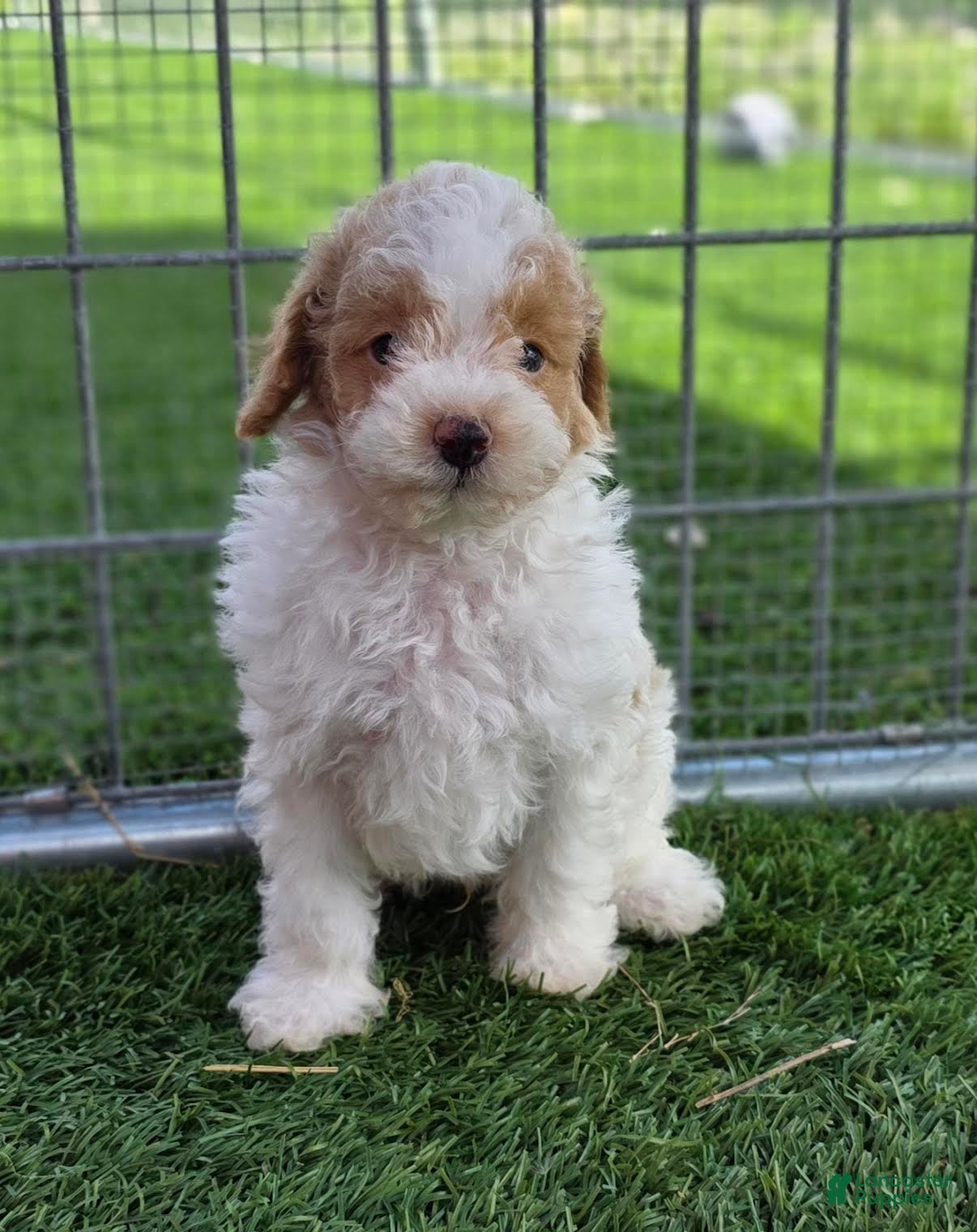 Miniature Poodle dogs Gavin Miniature Poodle Puppy  - Ad 1