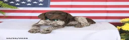 German Shorthaired Pointer dogs for sale: Tara - Ad 3