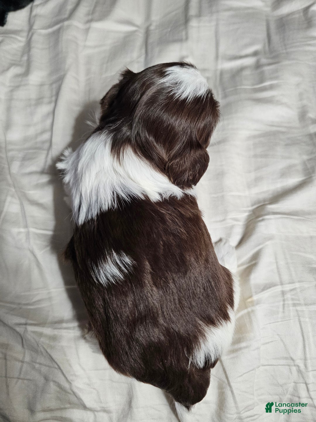 Shih Tzu dogs for sale: Bizkit - Ad 5