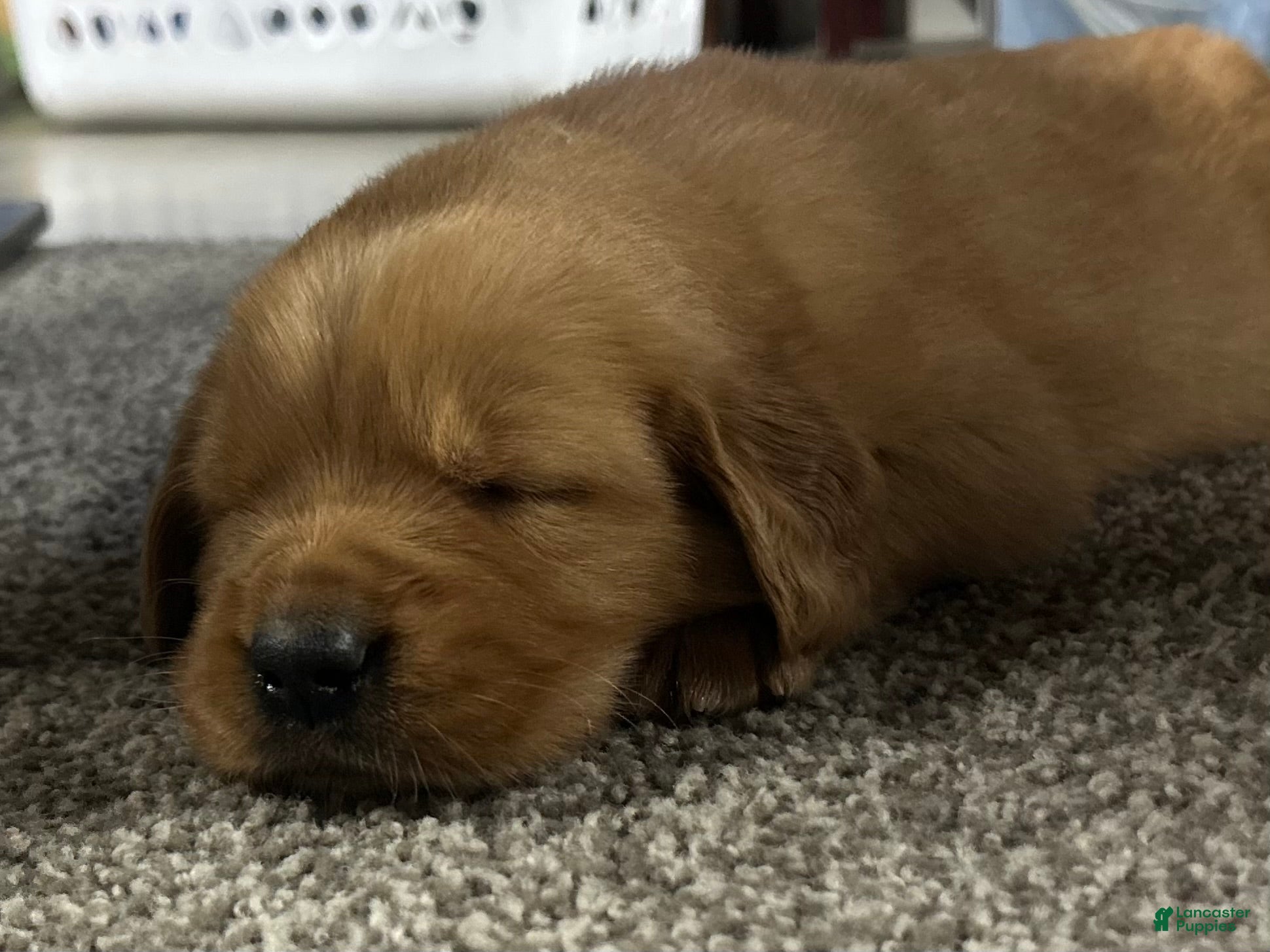 Golden Retriever dogs Golden Retriever Puppy Bell - Ad 30