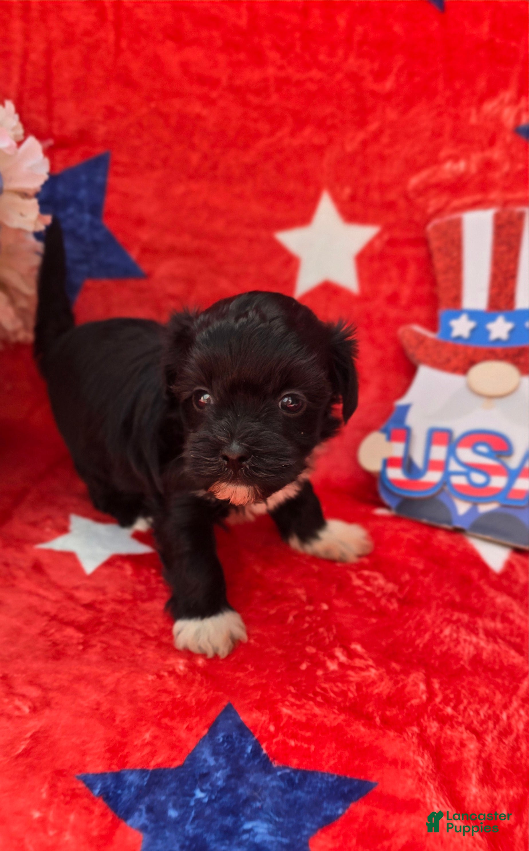 Mixed Breed dogs Shade - Ad 2