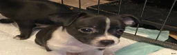 Chihuahua dogs for sale: Chihuahua 1 - Ad 1