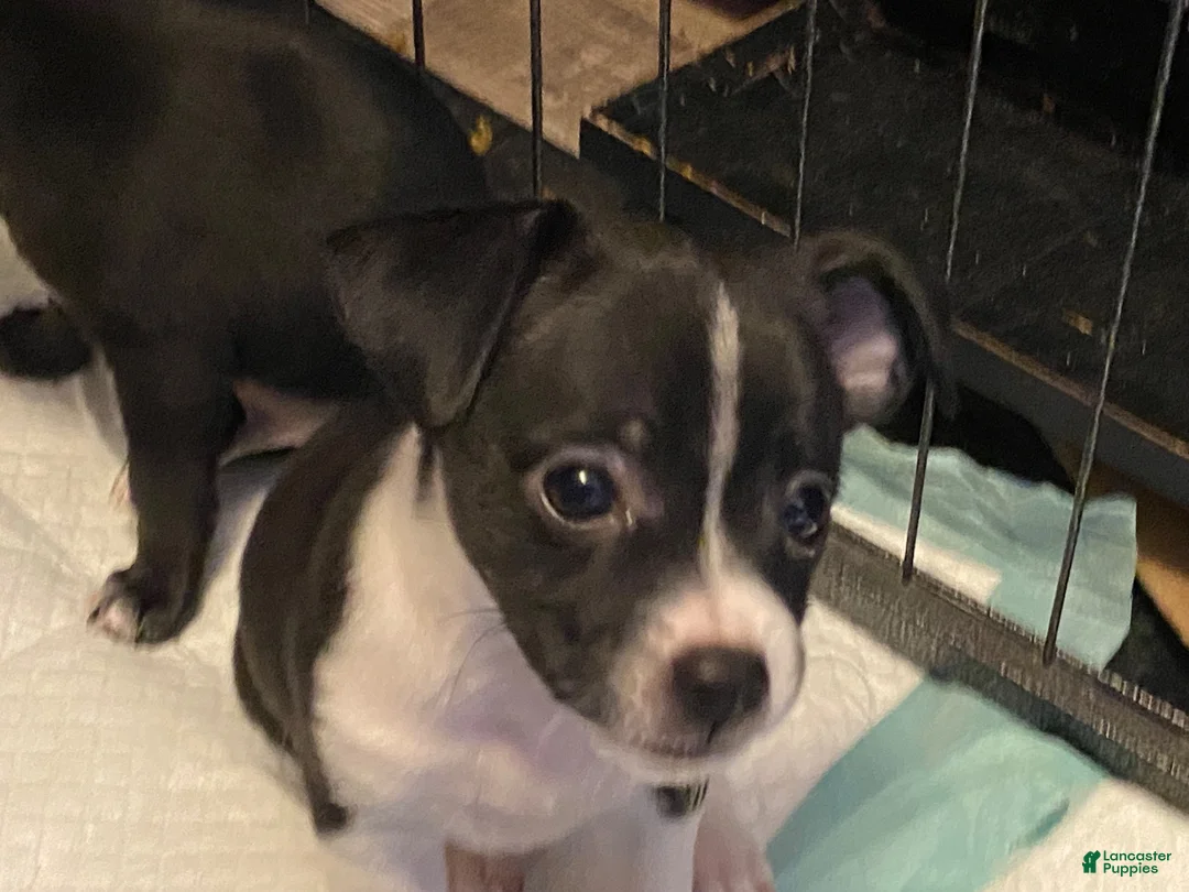 Chihuahua dogs for sale: Chihuahua 1 - Ad 1