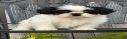 Shih Tzu dogs for sale: Sabrina Shih Tzu  - Ad 7