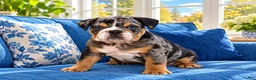 English Bulldog dogs for sale: Cash - Ad 2