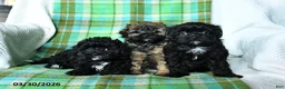 Shihpoo dogs for sale: Tulip - Ad 5