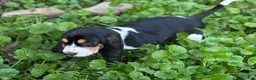 Basset Hound dogs for sale: Daisy  - Ad 10