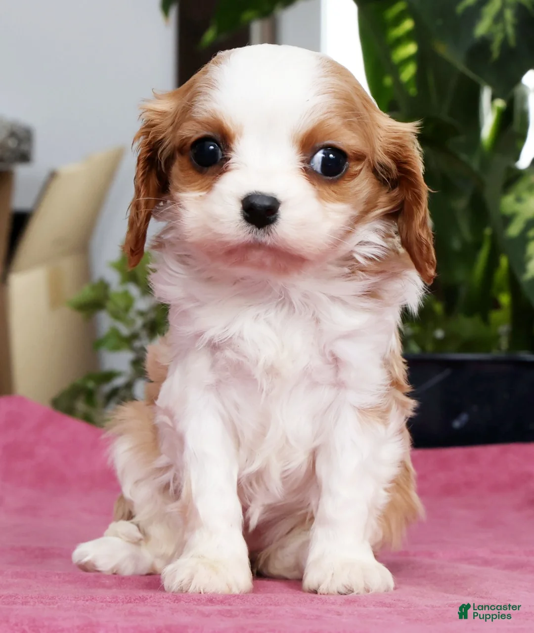 Cavalier King Charles Spaniel dogs for sale: Talia - Ad 2
