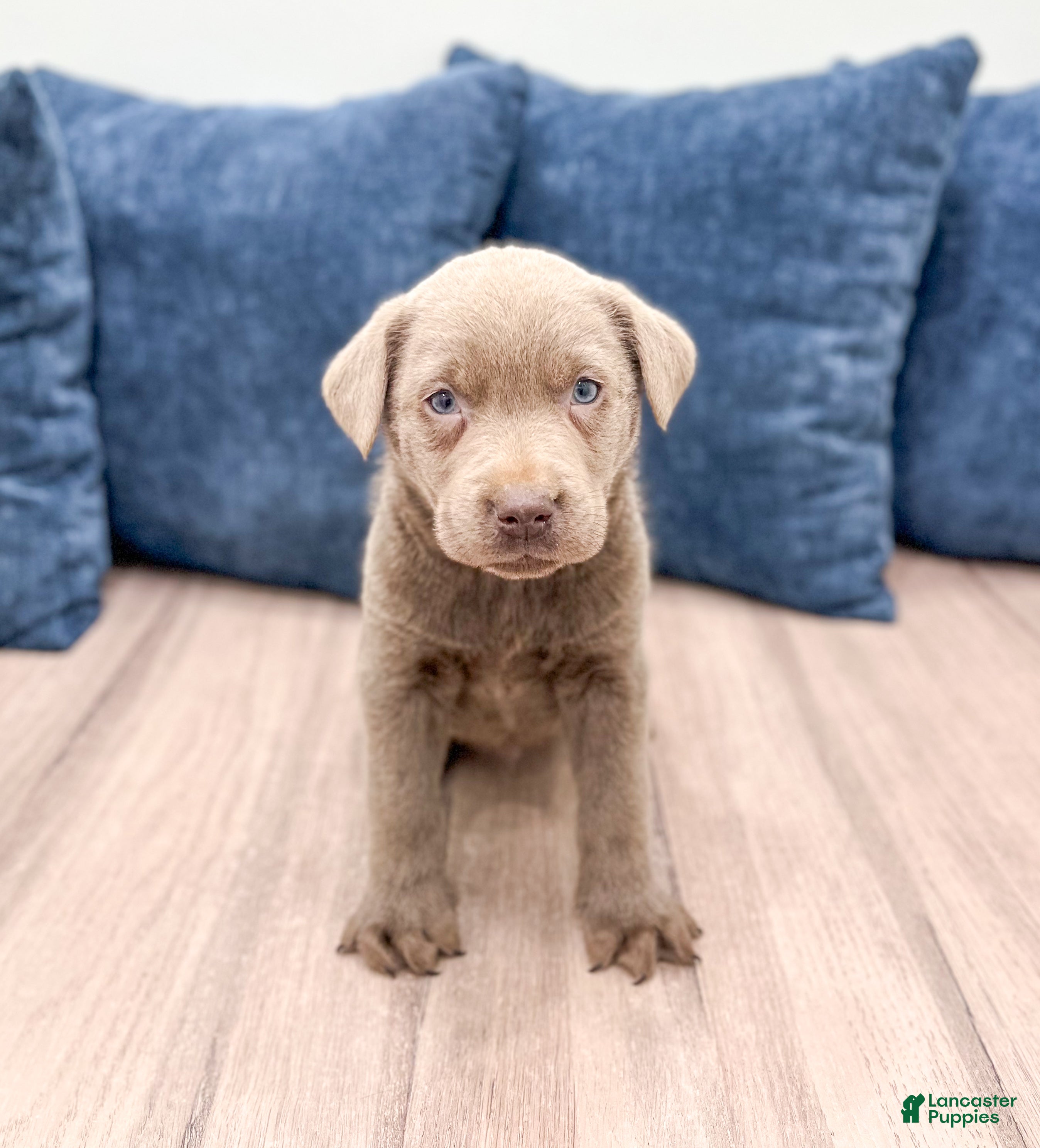 Labrador Retriever dogs Dusty - Ad 25