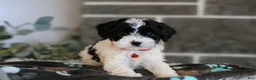Cavapoo dogs for sale: Dakota - Ad 3