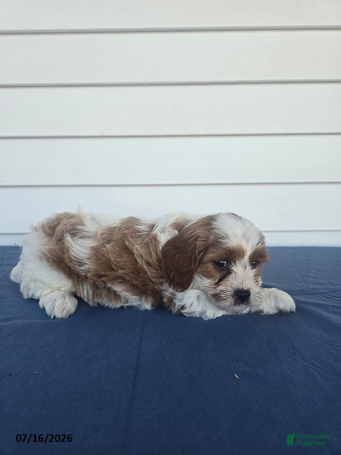 Cavapoo dogs Zoey - Ad 2