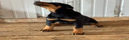 Doberman Pinscher dogs for sale: Doberman Pinscher Puppy 2 - Ad 3