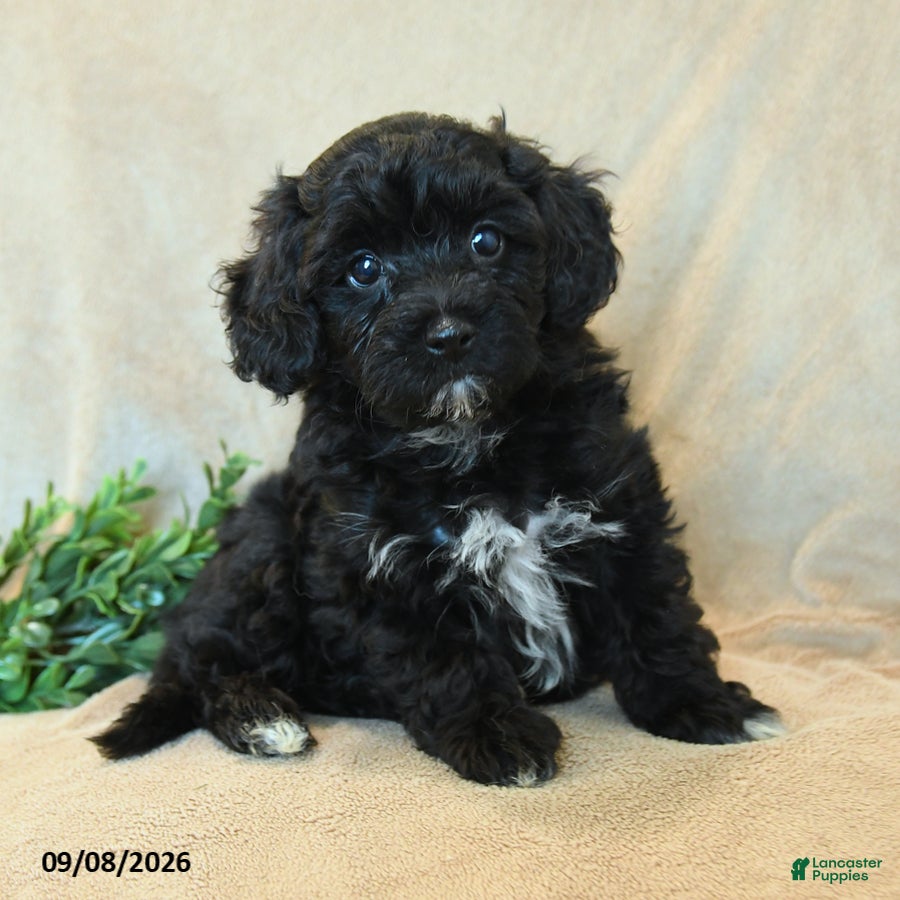 Havapoo dogs Thumper - Ad 2