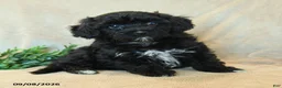 Havapoo dogs for sale: Thumper - Ad 2