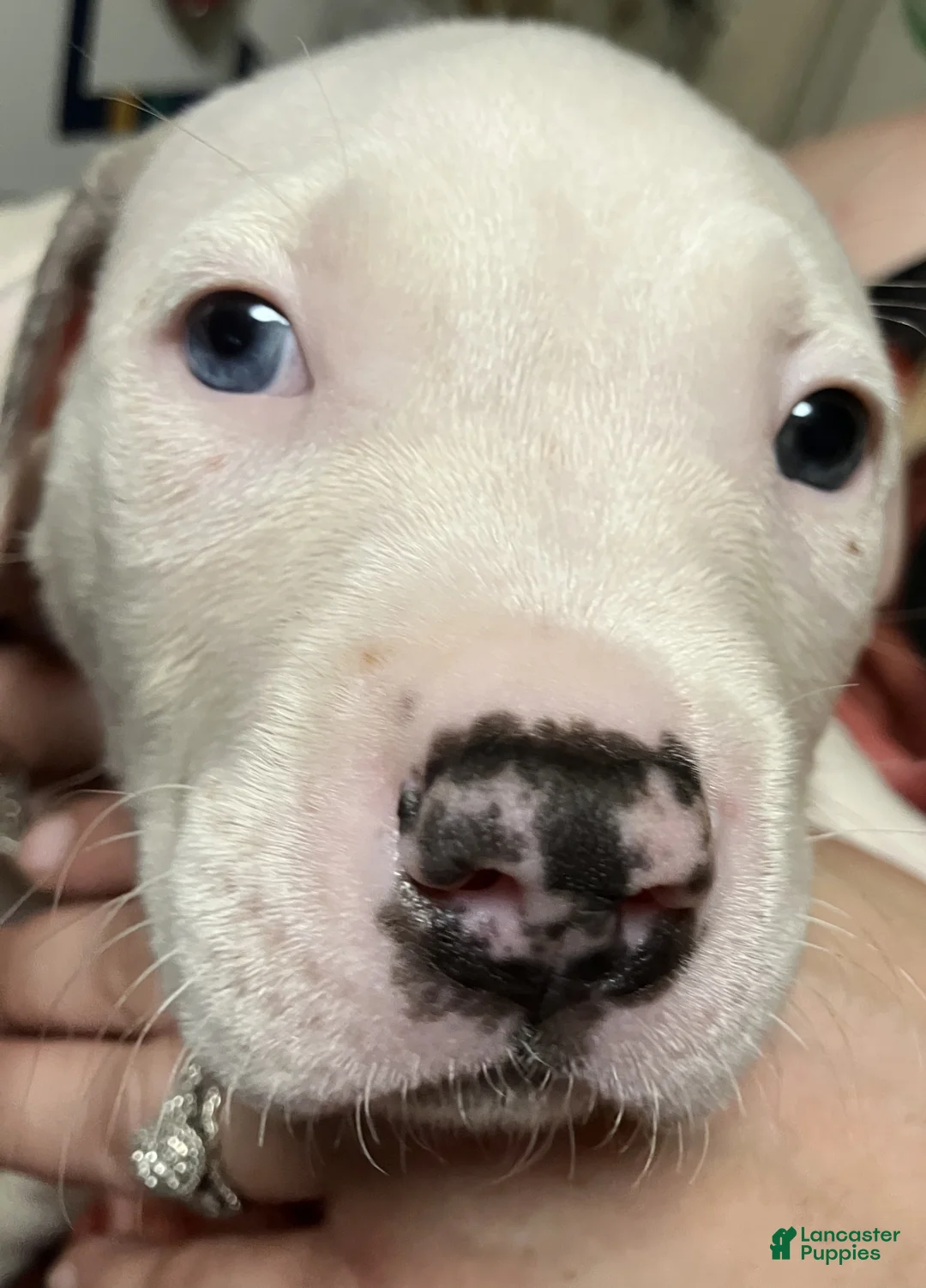American Pit Bull Terrier dogs for sale: American Pit Bull Terrier 1 Male - Ad 1