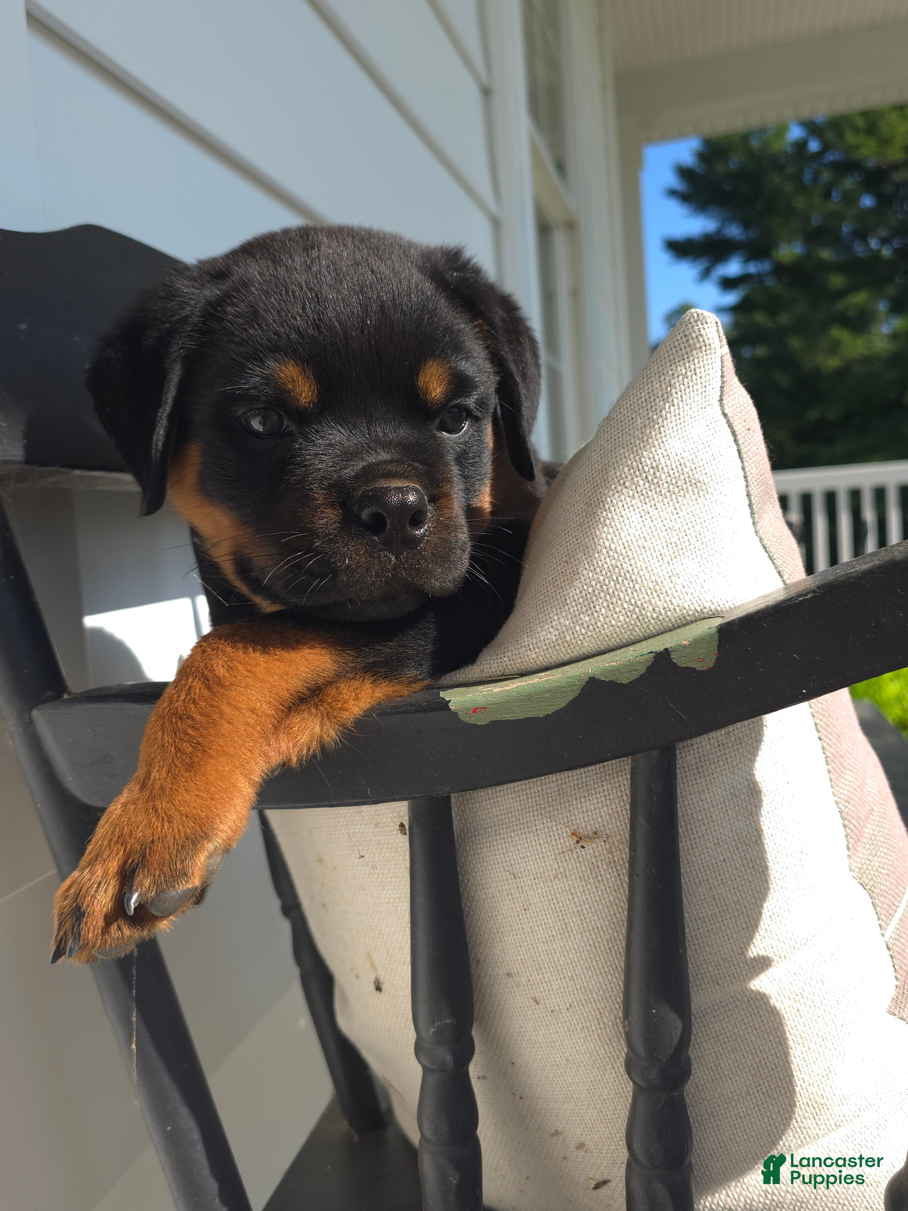 Rottweiler dogs Terry  - Ad 1