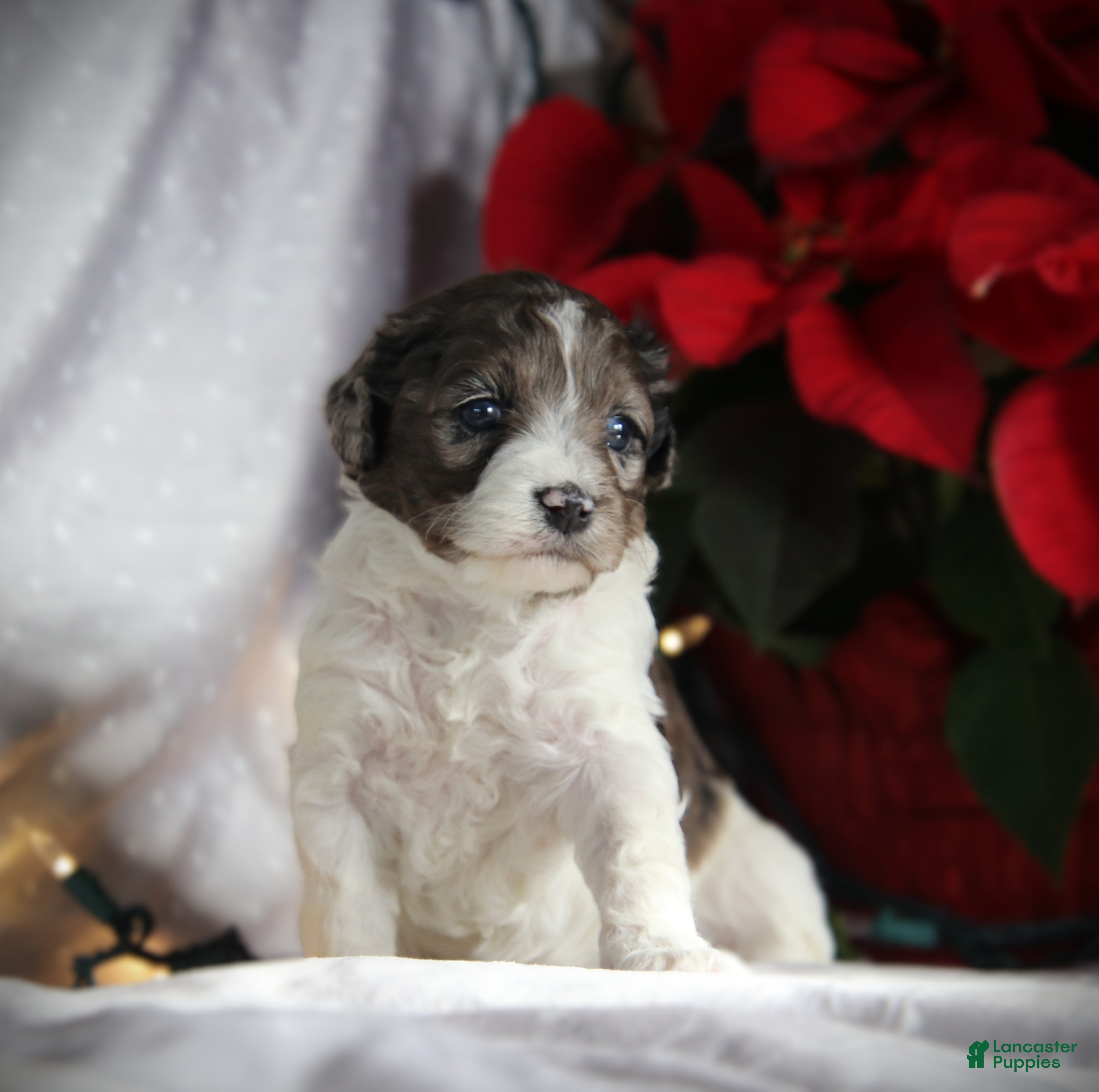 Cockapoo dogs Everleigh - Ad 33