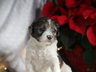 Cockapoo dogs Everleigh - Ad 29