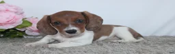 Miniature Dachshund dogs for sale: Jenna - Ad 3