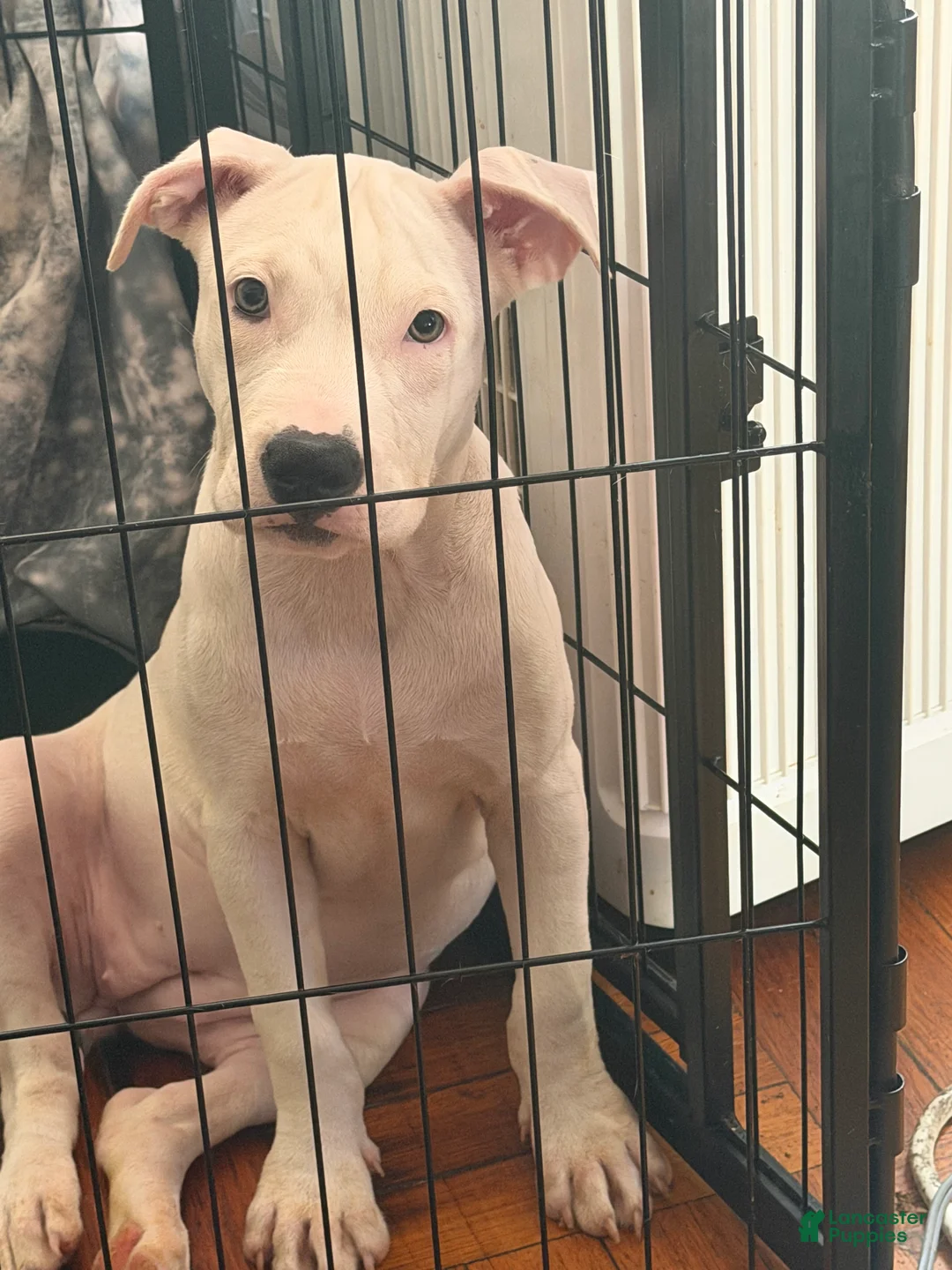 Mixed Breed dogs for sale: HONEY - Ad 2