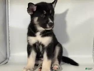 Mixed Breed dogs for sale: Jax - Ad 4