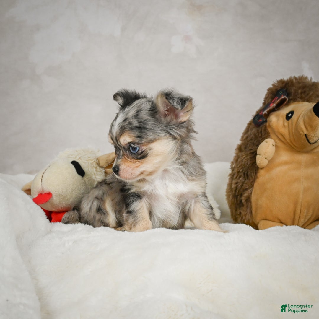 Chihuahua dogs for sale: Bella - Ad 8