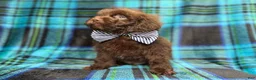 Shihpoo dogs for sale: Bentley - Ad 10