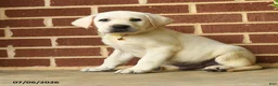 Labrador Retriever dogs for sale: Dodge  - Ad 1