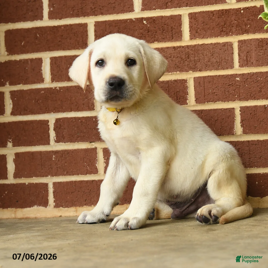 Labrador Retriever dogs for sale: Dodge  - Ad 1