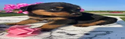 Rottweiler dogs for sale: Roxy - Ad 3
