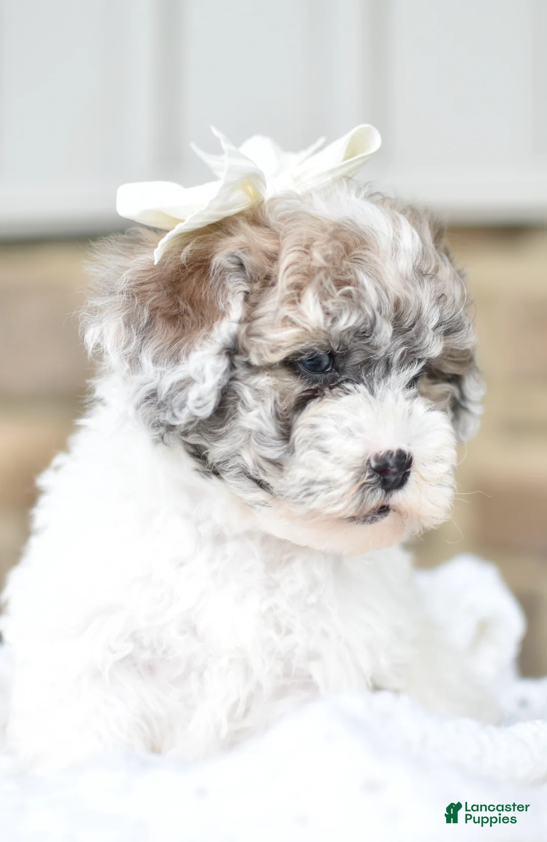 Mixed Breed dogs for sale: Sally - Ad 1