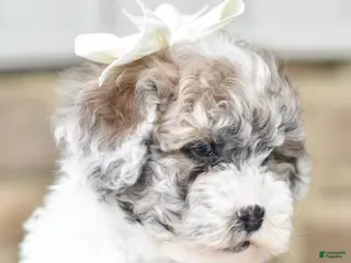 Mixed Breed dogs for sale: Sally - Ad 3