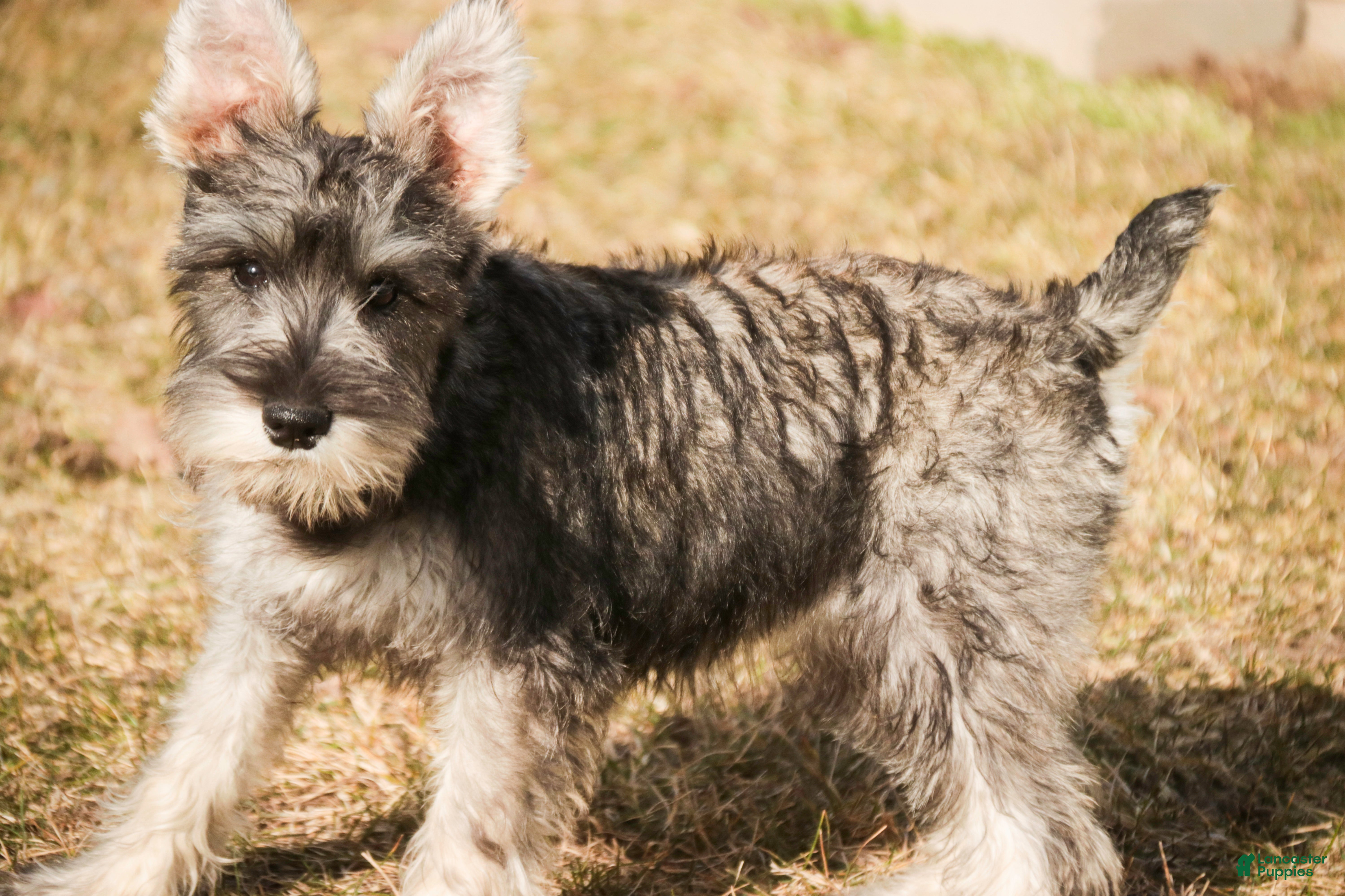 Miniature Schnauzer dogs Maggie - Ad 1