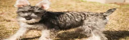 Miniature Schnauzer dogs for sale: Maggie - Ad 1