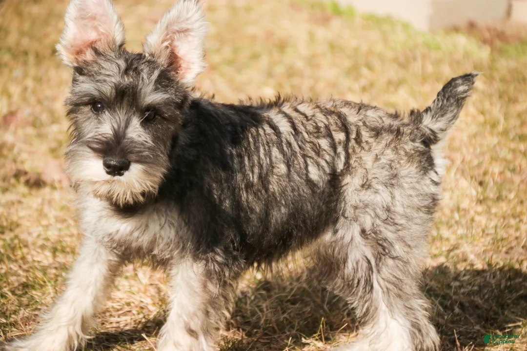Miniature Schnauzer dogs for sale: Maggie - Ad 1