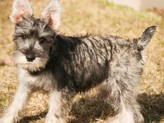 Miniature Schnauzer dogs for sale: Maggie - Ad 2