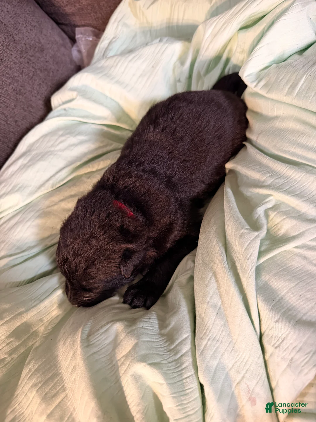German Shepherd dogs for sale: German Shepherd Puppy 1- Red Male - Ad 2