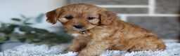 Cavapoo dogs for sale: Mochi - Ad 7