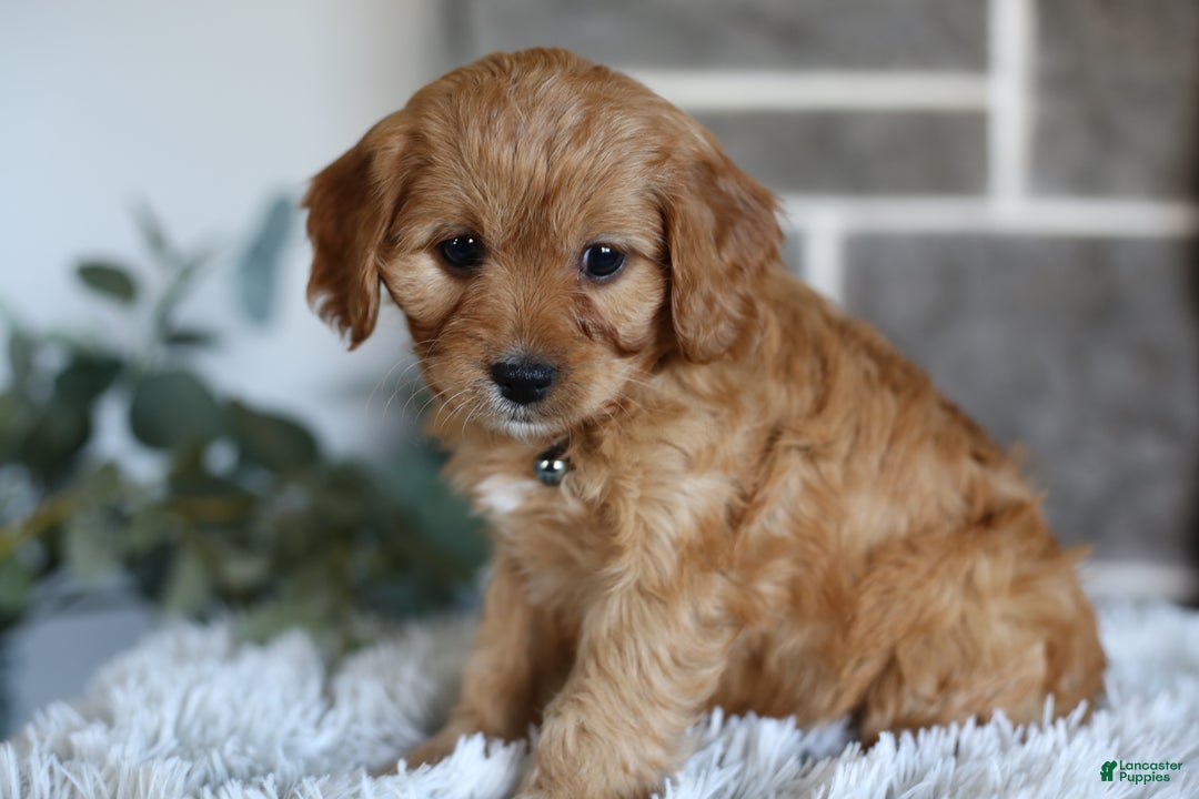 Cavapoo dogs for sale: Mochi - Ad 7