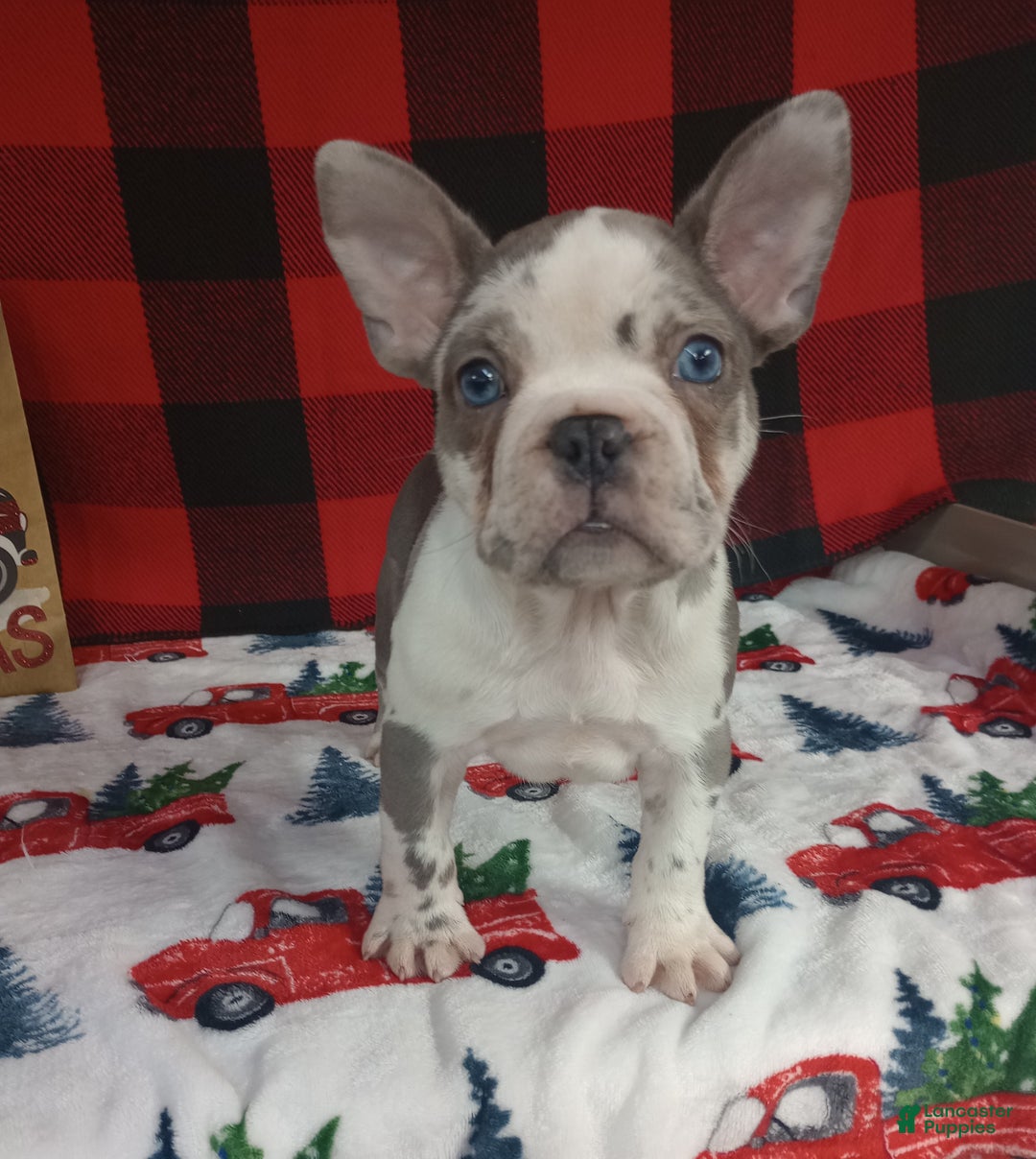 French Bulldog dogs for sale: Hailey  - Ad 3